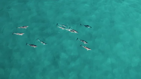 Dolphin Pod Swimming in Harmony Through Clear Blue Ocean, Aerial Stock Footage 327374327