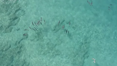 Dolphin pod swimming in ocean at surface with two snorkelers, 4K aerial Stock Footage 150132668