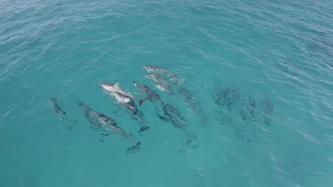 Dolphin pod swimming/breaching in Hawaii Ocean, 4K aerial Stock Footage