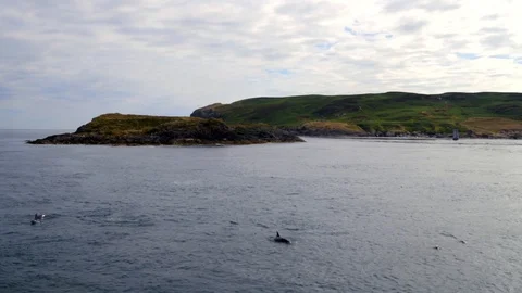 Dolphin pod working together. Drone shot. 4K Stock Footage 93749543