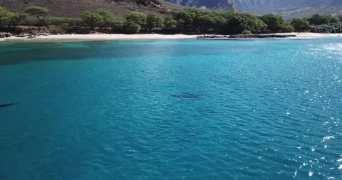 Dolphin Pods Stock Footage 292949901