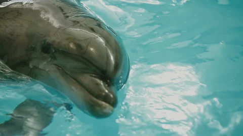 Dolphin in the pool 動画素材 49546930
