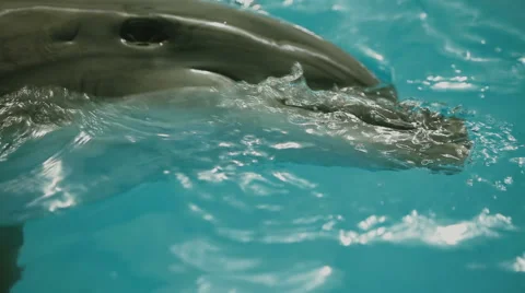 Dolphin in the pool Stock-Footage 49546958