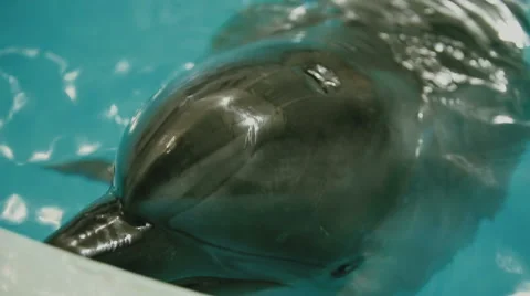 Dolphin in the pool Stock-Footage 49547450