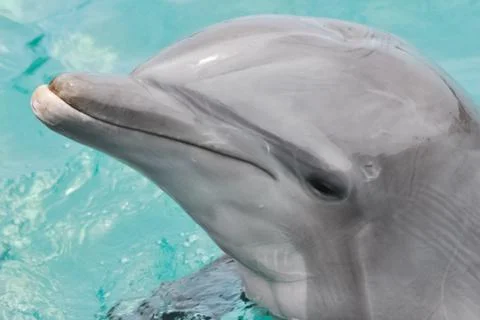 Dolphin in the pool. head and the face of a dolphin. Stock Photos