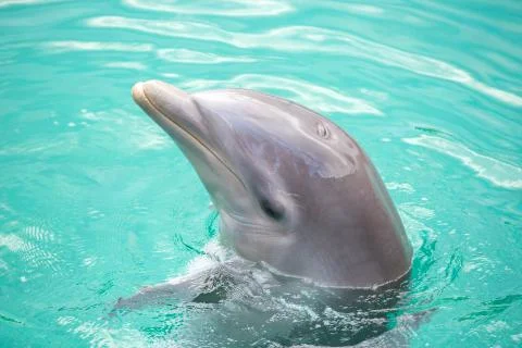 Dolphin in the pool in Mexico Stock Photos