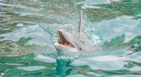 Dolphin in the pool in Mexico Stock Photos