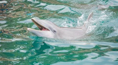 Dolphin in the pool in Mexico Stock Photos