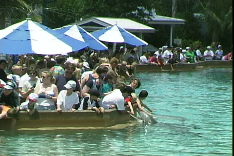 Dolphin Pool People-ws Video stock 817322