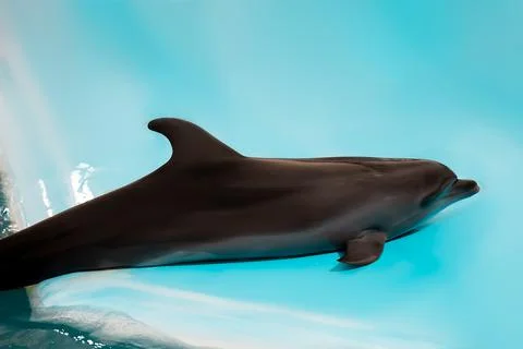 Dolphin in the pool Stock Photos