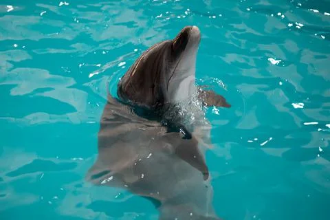 Dolphin in the pool Stock Photos