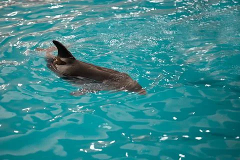 Dolphin in the pool Stock Photos