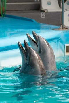 Dolphin in the pool play Stock Photos
