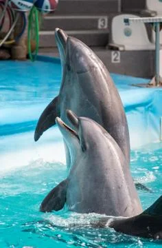 Dolphin in the pool play Stock Photos