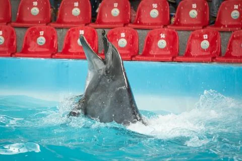 Dolphin in the pool play Stock Photos