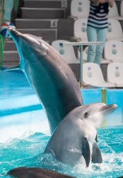 Dolphin in the pool play Stock Photos