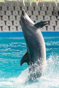 Dolphin in the pool play Stock Photos