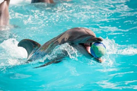 Dolphin in the pool play Stock Photos