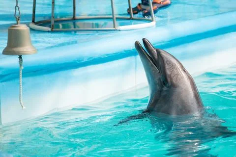 Dolphin in the pool play Stock Photos