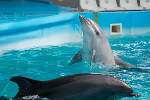 Dolphin in the pool play Stock Photos
