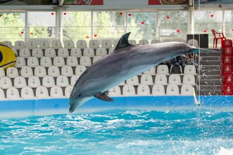 Dolphin in the pool play Stock Photos