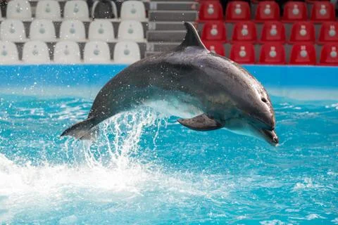 Dolphin in the pool play Stock Photos