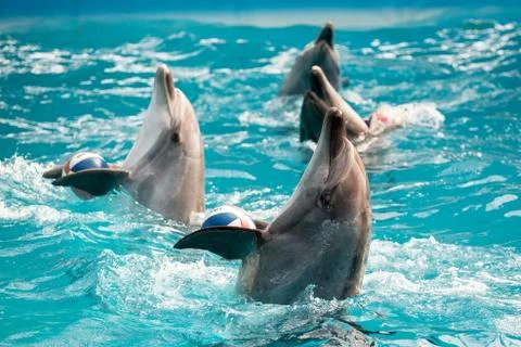 Dolphin in the pool play Stock Photos