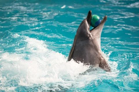 Dolphin in the pool play Stock Photos
