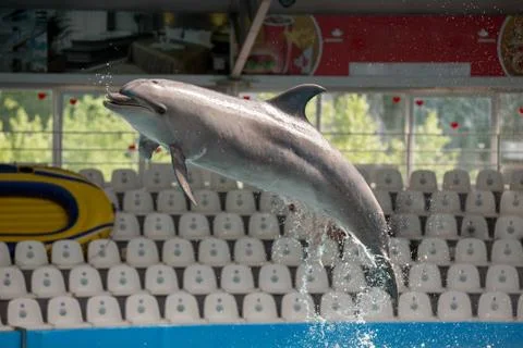 Dolphin in the pool play Stock Photos