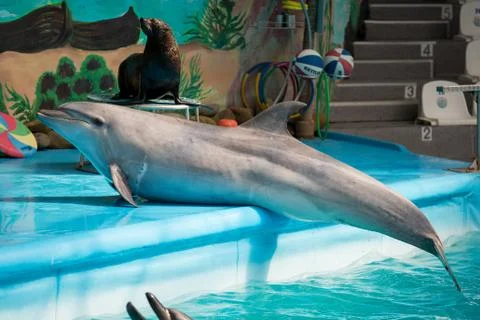 Dolphin in the pool play Stock Photos
