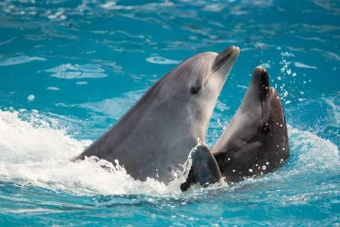 Dolphin in the pool play Stock Photos