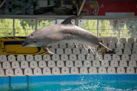 Dolphin in the pool play Stock Photos