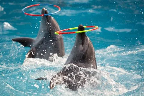 Dolphin in the pool play Stock Photos