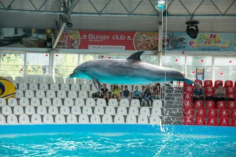Dolphin in the pool play Stock Photos