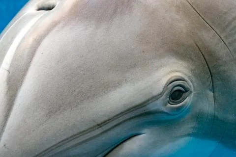 Dolphin portrait detail of eye while looking at you from ocean Stock Photos