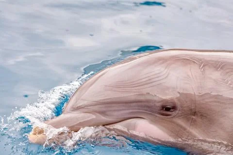 Dolphin portrait detail of eye while looking at you from ocean Foto stock