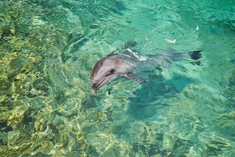Dolphin portrait while looking at you Stock Photos