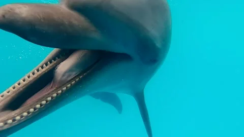 Selfie Dolphin Pose Stock Videos – Royalty-Free HD & 4K Videos