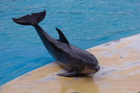 Dolphin posing Stock Photos