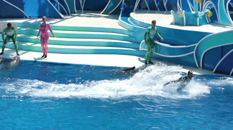 Dolphin pushing trainer through water for tourists HD Vídeos de archivo 28305450