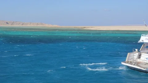 Dolphin in the Red Sea Stock Footage 86866188