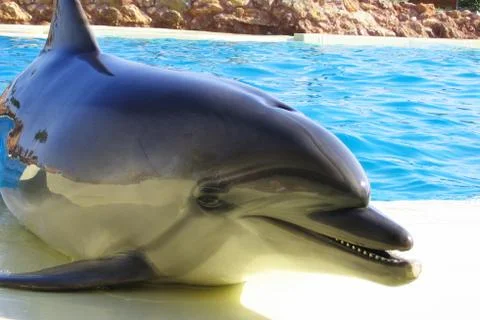 Dolphin rests outside the pool Stock-Fotos