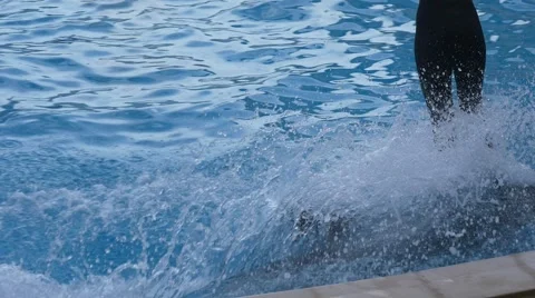 Dolphin rider Stock Footage 64621064