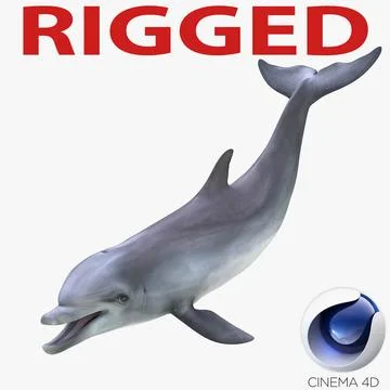 Dolphin Rigged for Cinema 4D 3D Model