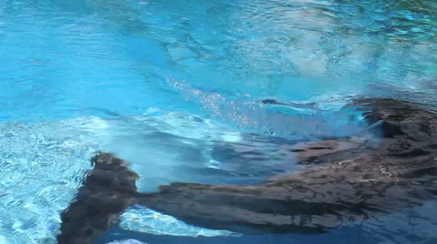 Dolphin rolls and swims Stock Footage 5383878