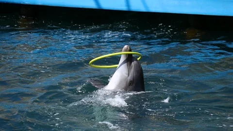 Dolphin rotates hoop in the pool. Sea dwellers, mammals. Stock Footage 101723630
