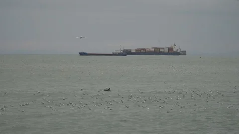 Dolphin in the sea against the backdrop of the ship 動画素材 105899896