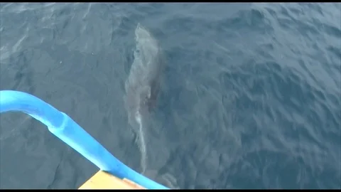 Dolphin in the sea Stock Footage 91785410