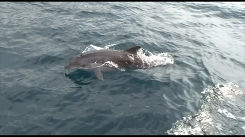 Dolphin in the sea Stock Footage 91785420