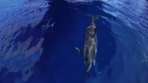 Dolphin in the sea Video stock 127954620